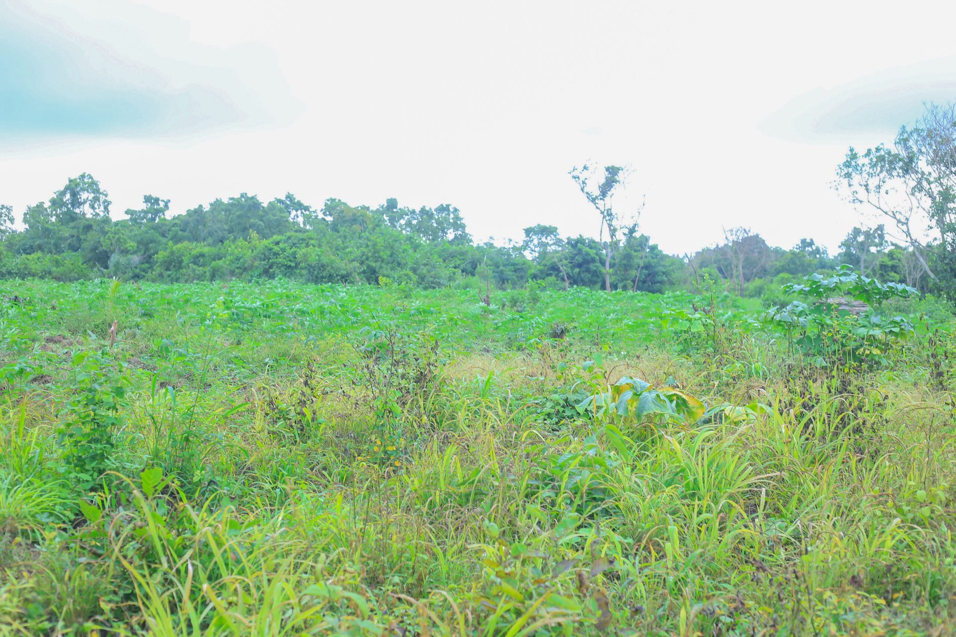 ExploreLand Farms land, Ibadan