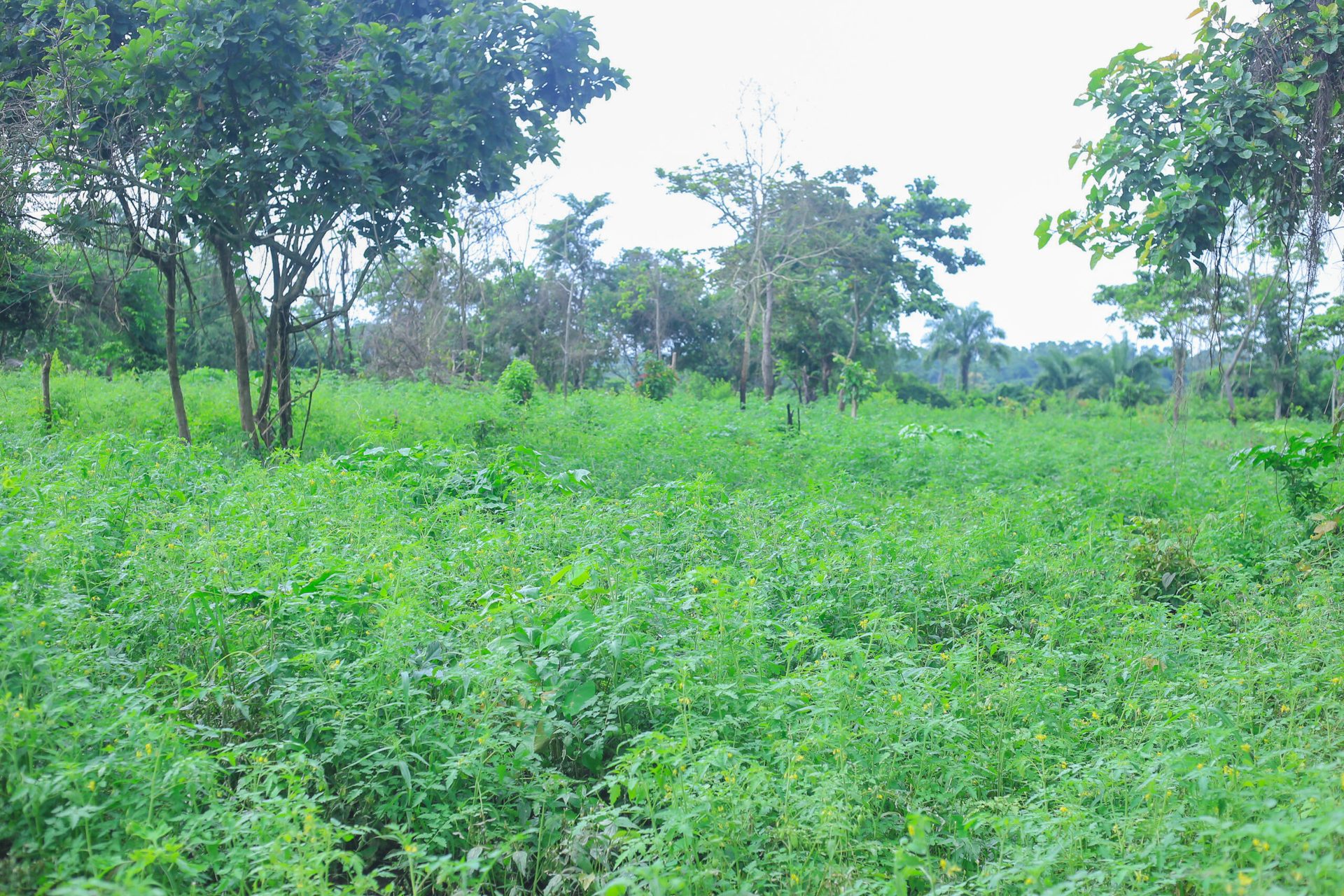 ExploreLand Farms cultivated land, Ibadan